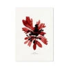 Watercolour Seaweed Print Wall Art (Dulse) - Unframed 2 Watercolour Seaweed Print Wall Art (Dulse) - Unframed -Beach House Art Red Seaweed Print Wall Art Dulse Fine Art Print Fine art Beach House Art 1680078255 fd3cff3b f9ca 43f0 8cda 573264409ea0