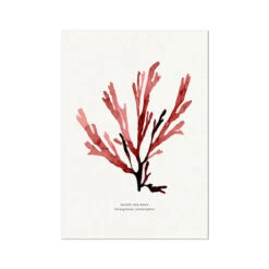 Watercolour Seaweed Print Wall Art (Papery Fan Weed) - Unframed