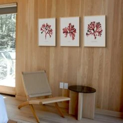 Watercolour Seaweed Print Wall Art (Rosy Fan Weed) - Unframed -Beach House Art Red Seaweed Print Wall Art Rosy Fan Weed Unframed Home Garden Decor Artwork Posters Prints Visual Artwork Beach House Art 1680098315