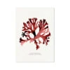Watercolour Seaweed Print Wall Art (Stalked Leaf Bearer) - Unframed 2 Watercolour Seaweed Print Wall Art (Stalked Leaf Bearer) - Unframed -Beach House Art Red Seaweed Print Wall Art Stalked Leaf Bearer Fine Art Print Fine art Beach House Art 1680077752 de64b50b 1140 4330 bfab d6973df177ff