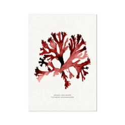 Watercolour Seaweed Print Wall Art (Stalked Leaf Bearer) - Unframed