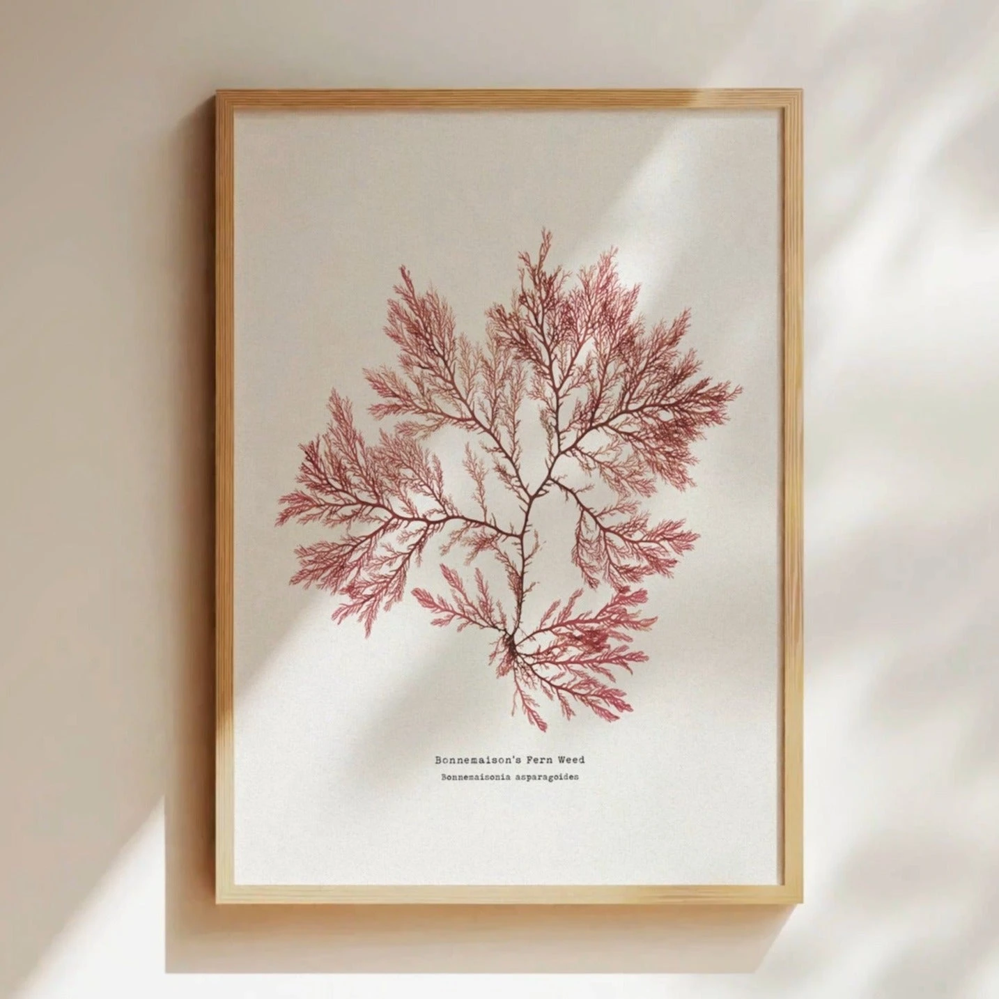 Seaweed Print | Pressed Seaweed Art (Fern Weed No2) - Unframed Seaweed Print | Pressed Seaweed Art (Fern Weed No2) - Unframed -Beach House Art RedSeaweedNo2 58fa4b66 da6f 4b84 b974 b312fc4edfbe