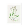 Scurvy Grass Painting | Vintage Flower Print | Botanical Art - Unframed 1 Scurvy Grass Painting | Vintage Flower Print | Botanical Art - Unframed -Beach House Art Scurvy Grass Vintage Flower Print Fine Art Print Fine art Beach House Art 1677411995