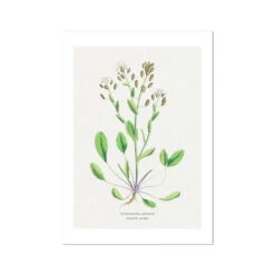 Scurvy Grass Painting | Vintage Flower Print | Botanical Art - Unframed