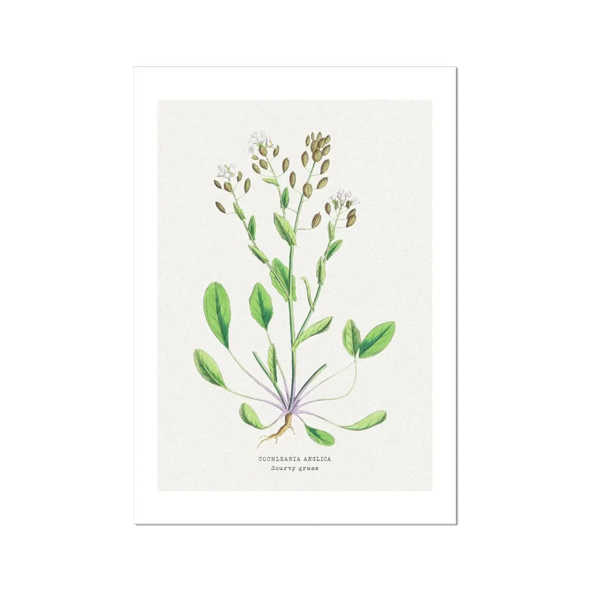 Scurvy Grass Painting | Vintage Flower Print | Botanical Art - Unframed Scurvy Grass Painting | Vintage Flower Print | Botanical Art - Unframed -Beach House Art Scurvy Grass Vintage Flower Print Fine Art Print Fine art Beach House Art 1677411995