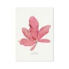 Sea Beech Pressed Seaweed Print |Seaweed Art - Unframed