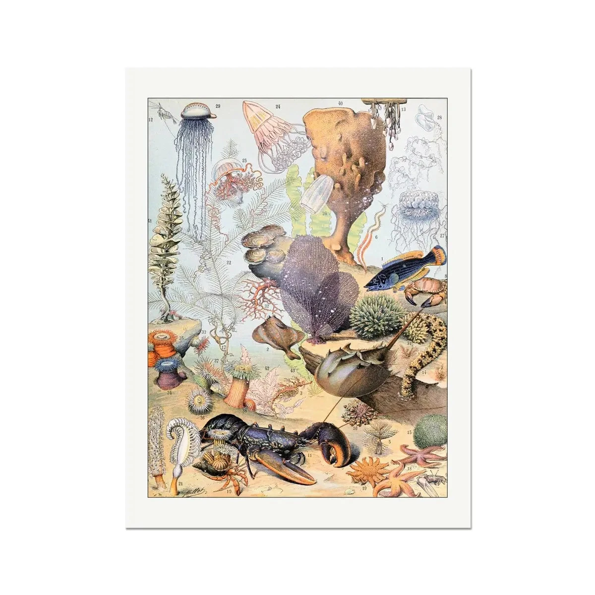 Sea Creatures (Coral) - Unframed Print Sea Creatures (Coral) - Unframed Print -Beach House Art Sea Creatures Coral Unframed Print Wall Art Beach House Art 1650736636