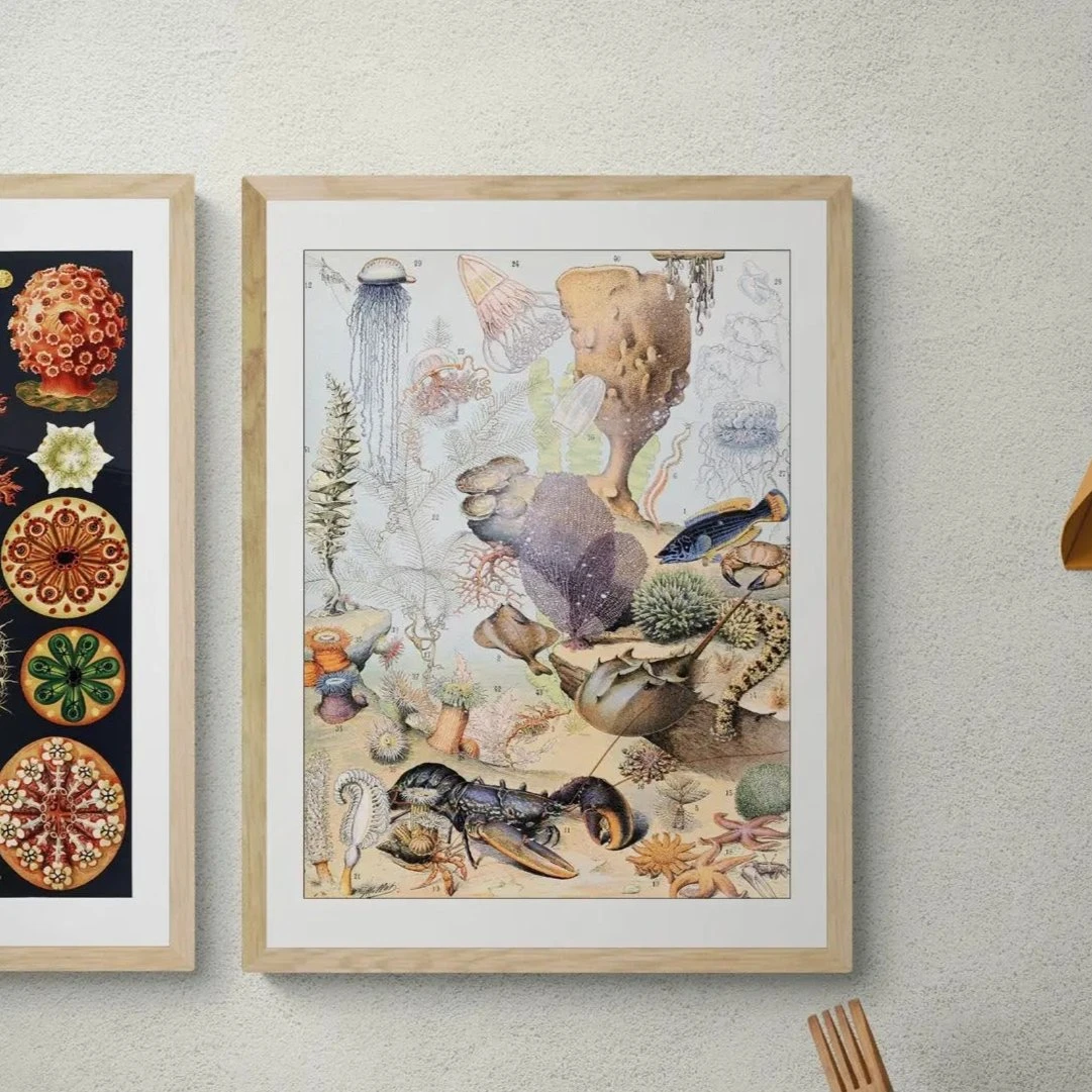 Sea Creatures (Coral) - Unframed Print Sea Creatures (Coral) - Unframed Print -Beach House Art Sea Creatures Coral Unframed Print Wall Art Beach House Art 1650736641