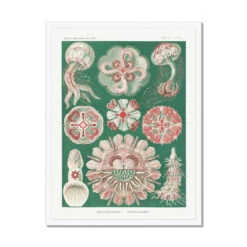 Sea Creatures (Green) - Framed Print -Beach House Art Sea Creatures Green Framed Print Wall Art Beach House Art 1650732740