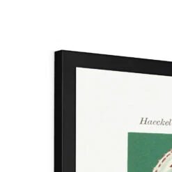 Sea Creatures (Green) - Framed Print -Beach House Art Sea Creatures Green Framed Print Wall Art Beach House Art 1650732743