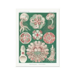 Sea Creatures (Green) - Unframed Print