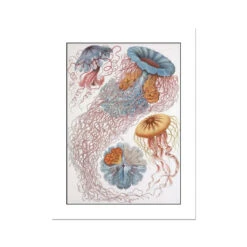 Sea Creatures Print | - Unframed Print