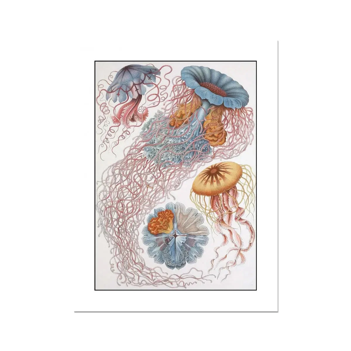 Sea Creatures Print | - Unframed Print Sea Creatures Print | - Unframed Print -Beach House Art Sea Creatures White Unframed Print Wall Art Beach House Art 1650732871