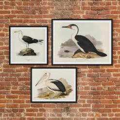 Cormorant Painting | Vintage Bird Art Print - Framed 5 Cormorant Painting | Vintage Bird Art Print - Framed -Beach House Art Seabirdsx3 2a7c8de4 be01 438f 9b0a a9f5176835bb