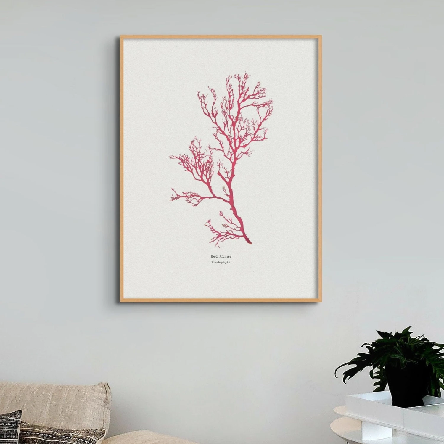 Red Algae No 1 Seaweed Print |Pressed Seaweed Art - Unframed Red Algae No 1 Seaweed Print |Pressed Seaweed Art - Unframed -Beach House Art SeaweedPrintWallArt RedAlgae d986ee2b bbec 4eab 814d 5b0c273e485c