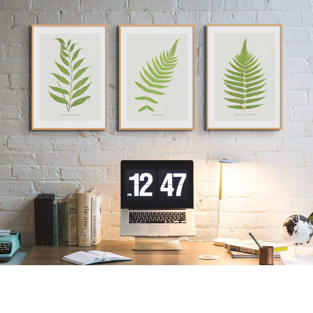 Set Of Three Vintage Fern Prints | Group 5 | Vintage Botanical Wall Art - Framed -Beach House Art Set of Three Vintage Fern Prints Fern 2 4 12 Vintage Botanical Art Prints