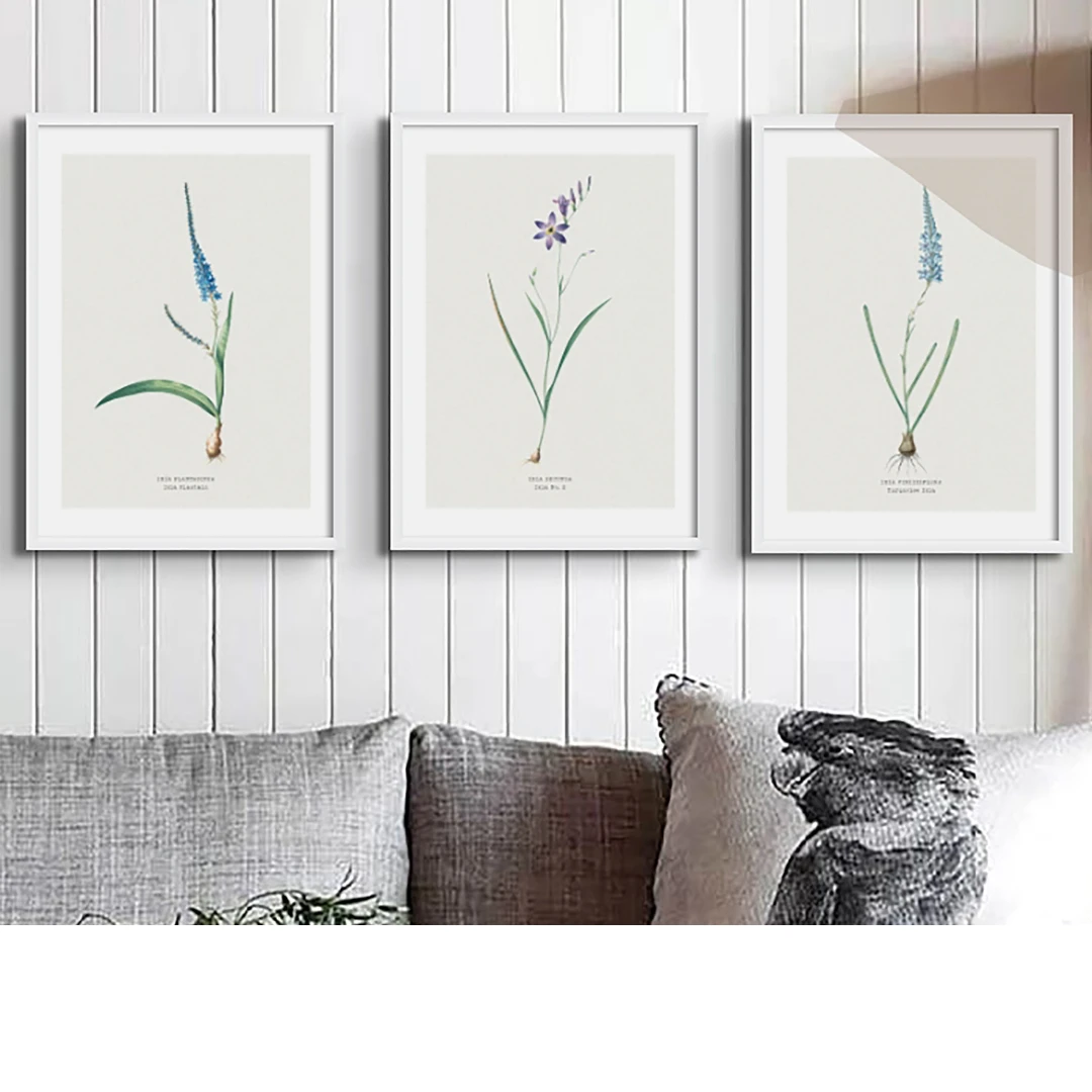 Set Of Three Vintage Floral Prints | Delicate Ixia Group | Botanical Wall Art - Framed -Beach House Art