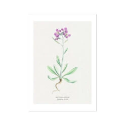 Shrubby Stock | Vintage Flower Print | Botanical Art - Unframed