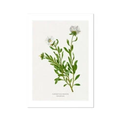 Silverbush Painting | Vintage Flower Print | Botanical Art - Unframed