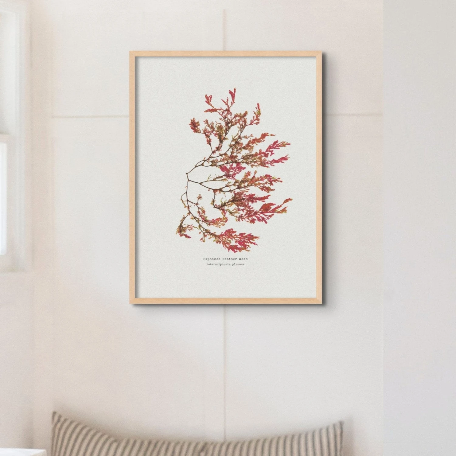 Siphoned Feather Weed No 1 Seaweed Print |Pressed Seaweed Art - Framed Siphoned Feather Weed No 1 Seaweed Print |Pressed Seaweed Art - Framed -Beach House Art SiphonedFeather 61e86dd3 be73 44ad 96a8 f5e524bd76db