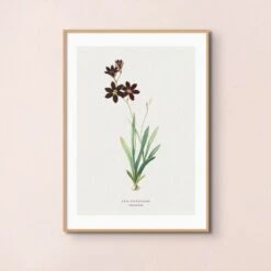 Sparaxis | Vintage Flower Print | Botanical Art - Framed 4 Sparaxis | Vintage Flower Print | Botanical Art - Framed -Beach House Art Sparaxis Vintage Flower Print Botanical Art Framed Home Garden Decor Artwork Posters Prints Visual Artwork Beach House Art 1677934155 6b3d4c64 b7e8 4fa6 adde a0684190a9c4