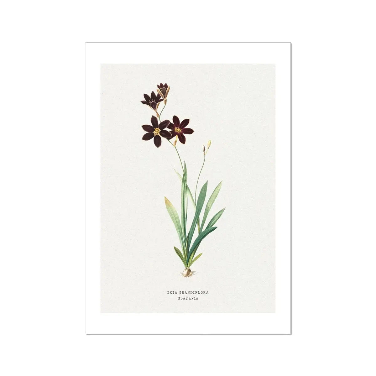 Sparaxis | Vintage Flower Print | Vintage Botanical Art - Unframed Sparaxis | Vintage Flower Print | Vintage Botanical Art - Unframed -Beach House Art Sparaxis Vintage Flower Print Fine Art Print Fine art Beach House Art 1677412647 f519d58e 1259 478b 94c2 3eba753ba2fc
