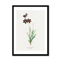 Sparaxis | Vintage Flower Print | Botanical Art - Framed 5 Sparaxis | Vintage Flower Print | Botanical Art - Framed -Beach House Art Sparaxis Vintage Flower Print Framed Print Fine art Beach House Art 1677407695 1f3c9938 4bc5 4e4e 9ae3 707c0d53d2a0