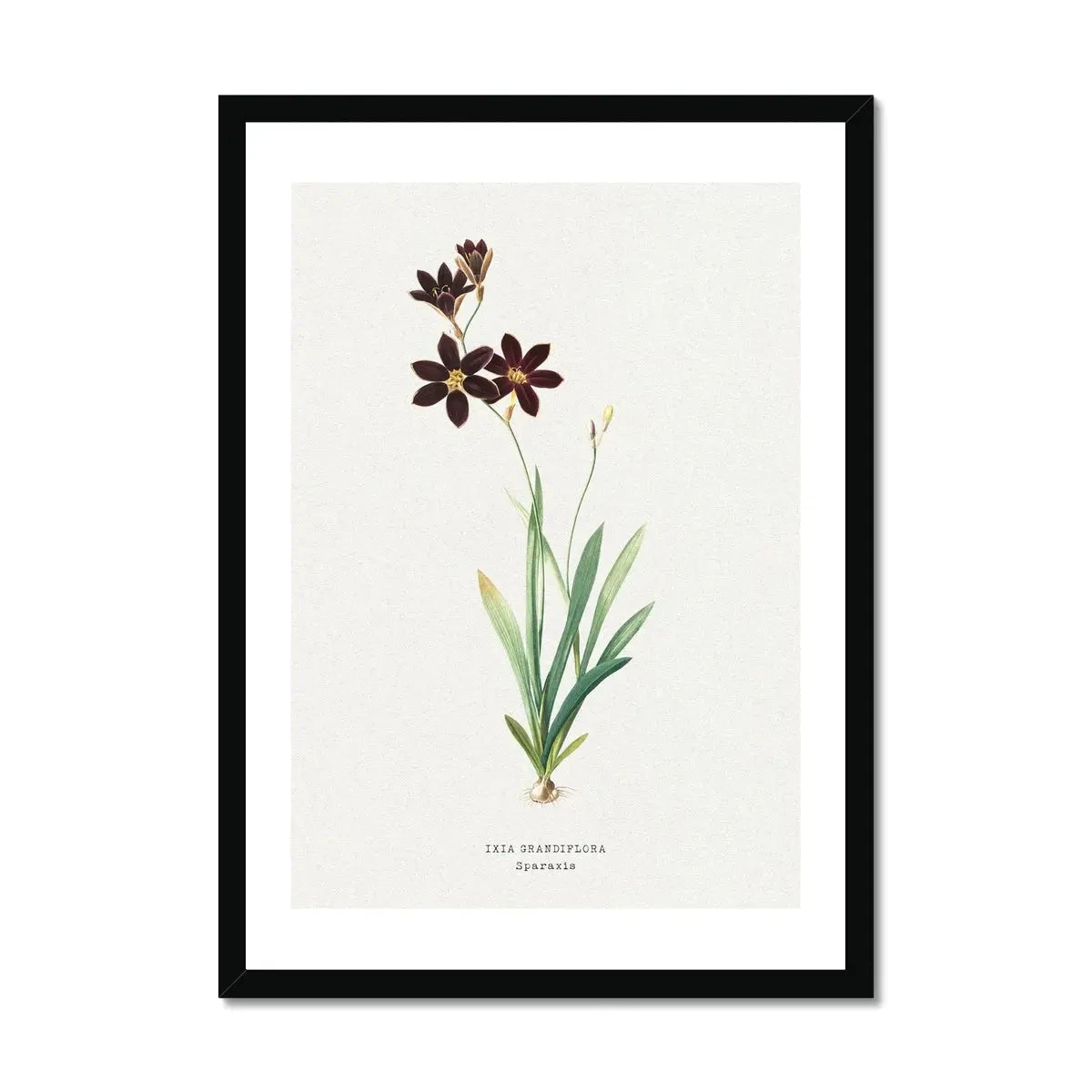 Sparaxis | Vintage Flower Print | Botanical Art - Framed Sparaxis | Vintage Flower Print | Botanical Art - Framed -Beach House Art Sparaxis Vintage Flower Print Framed Print Fine art Beach House Art 1677407695 1f3c9938 4bc5 4e4e 9ae3 707c0d53d2a0