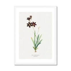 Sparaxis | Vintage Flower Print | Botanical Art - Framed 6 Sparaxis | Vintage Flower Print | Botanical Art - Framed -Beach House Art Sparaxis Vintage Flower Print Framed Print Fine art Beach House Art 1677407699 a7f97759 f750 43a1 84e8 e151c337514f