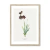 Sparaxis | Vintage Flower Print | Botanical Art - Framed 1 Sparaxis | Vintage Flower Print | Botanical Art - Framed -Beach House Art Sparaxis Vintage Flower Print Framed Print Fine art Beach House Art 1677407702 e48f45d9 1bef 43de 92fb 6d1e065e62b8