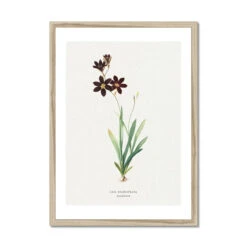 Sparaxis | Vintage Flower Print | Botanical Art - Framed