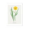 Spearwort Painting | Vintage Flower Print | Botanical Art - Unframed