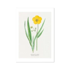 Spearwort Painting | Vintage Flower Print | Botanical Art - Unframed