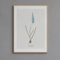 Set Of Three Vintage Floral Prints | Delicate Ixia Group | Botanical Wall Art - Framed -Beach House Art Turqoise Ixia