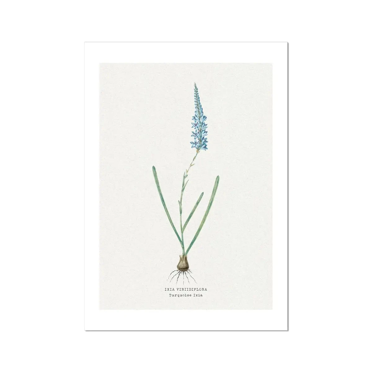 Turquoise Ixia Vintage Flower Print | Vintage Botanical Art - Unframed Turquoise Ixia Vintage Flower Print | Vintage Botanical Art - Unframed -Beach House Art Turquoise Ixia Vintage Flower Print Fine Art Print Fine art Beach House Art 1677412586 3faa95f6 145d 4d0a 95b5 7a38ffb6f01c