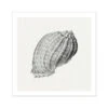 Vintage Harpa Shell Print | Shell Wall Print - Unframed
