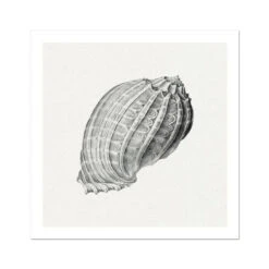 Vintage Harpa Shell Print | Shell Wall Print - Unframed