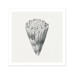Vintage Cone Shell Print | Shell Wall Art - Unframed