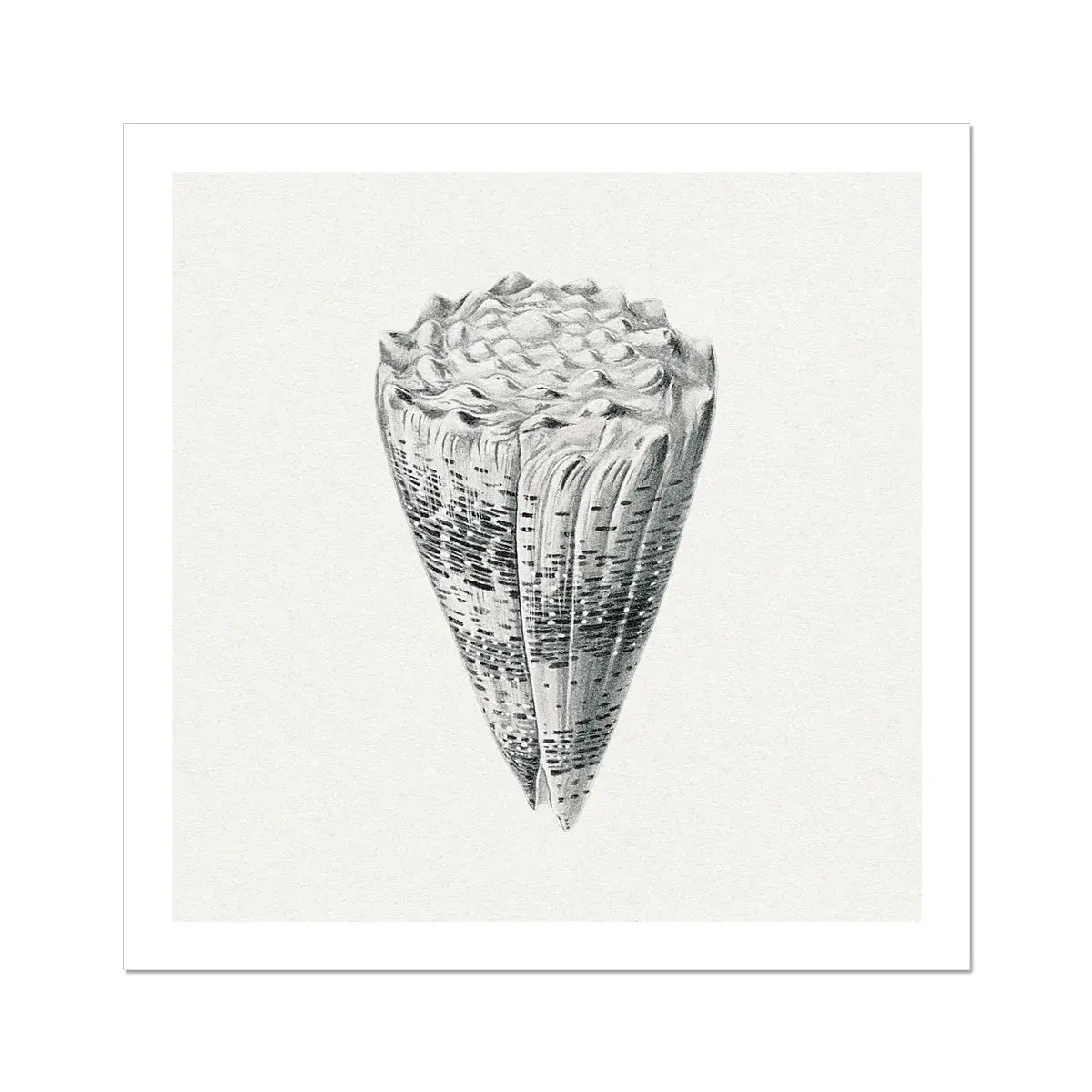 Vintage Cone Shell Print | Shell Wall Art - Unframed Vintage Cone Shell Print | Shell Wall Art - Unframed -Beach House Art Vintage Imperial Cone Shell Natural Shell Wall Print Fine Art Print Fine art Beach House Art 1676465845 7d14229e 9843 41c7 851b 9b99950851a0