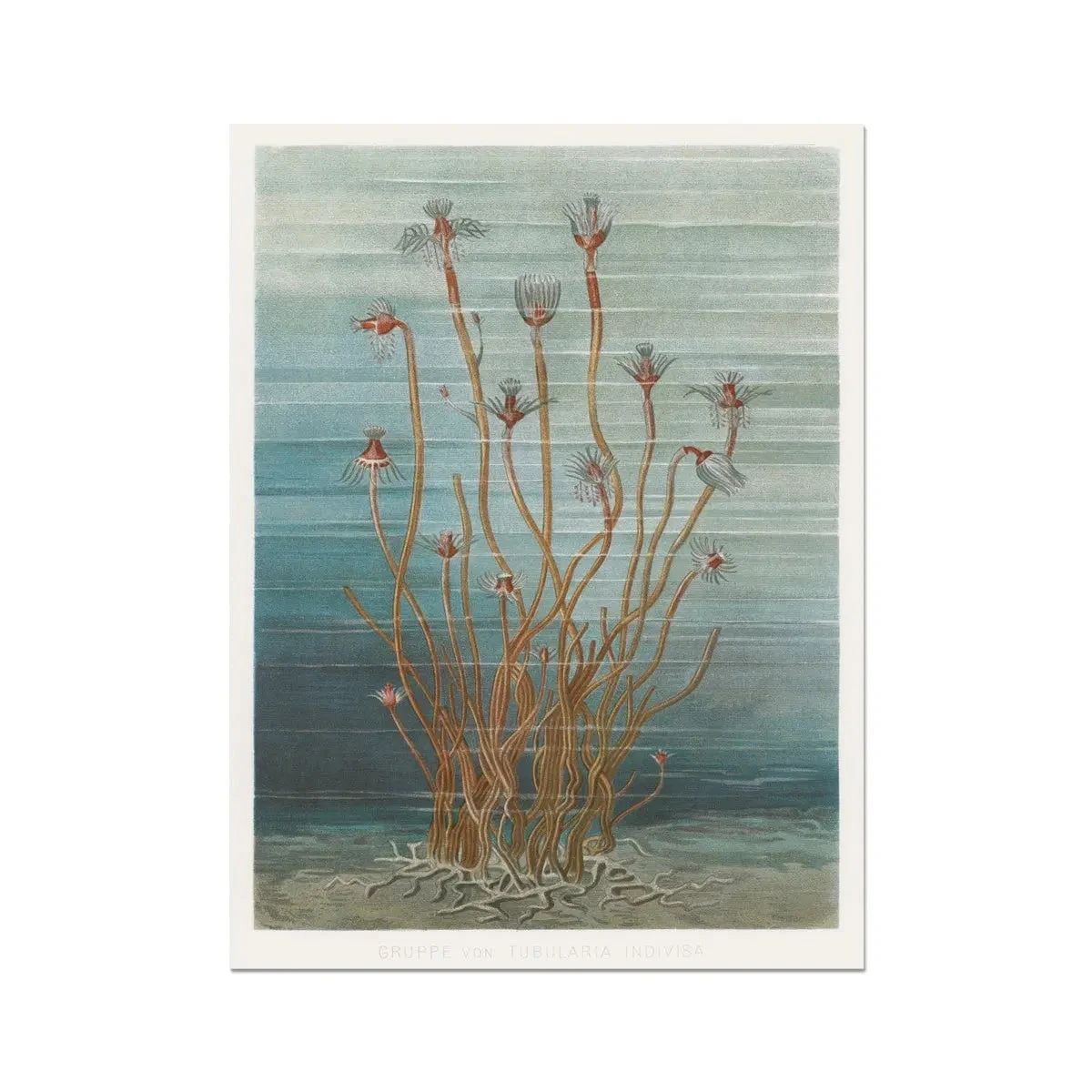 Vintage Marine Botanical - Unframed Print Vintage Marine Botanical - Unframed Print -Beach House Art Vintage Marine Botanical Unframed Print Wall Art Beach House Art 1650736675