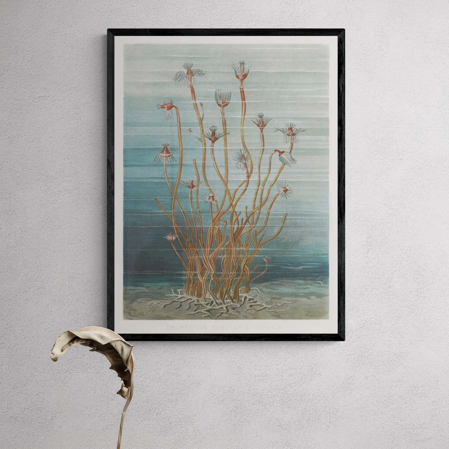 Vintage Marine Botanical - Unframed Print Vintage Marine Botanical - Unframed Print -Beach House Art Vintage Marine Botanical Unframed Print Wall Art Beach House Art 1650736679