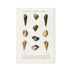 Vintage Molluscs Print 12 | Sea Life Wall Decor - Unframed