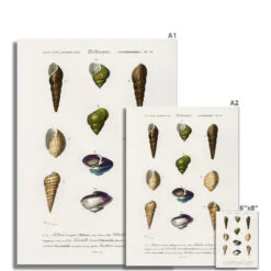 Vintage Molluscs Print 12 | Sea Life Wall Decor - Unframed -Beach House Art Vintage Molluscs Plate 12 Botanical Wall Print Fine Art Print Fine art Beach House Art 1676305684 0690ee15 4656 4c4c aca7 37669e541c88