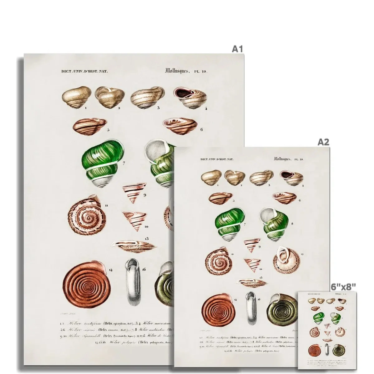 Vintage Molluscs Print 19 | Sea Life Wall Decor - Unframed Vintage Molluscs Print 19 | Sea Life Wall Decor - Unframed -Beach House Art Vintage Molluscs Plate 19 Botanical Wall Print Fine Art Print Fine art Beach House Art 1676305367 bcfef820 ff2f 4b27 8d19 9e6a9b291668
