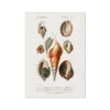 Vintage Molluscs Print 22 | Sea Life Wall Decor - Unframed 1 Vintage Molluscs Print 22 | Sea Life Wall Decor - Unframed -Beach House Art Vintage Molluscs Plate 22 Botanical Wall Print Fine Art Print Fine art Beach House Art 1676461913 680b08df 678a 4354 a020 3190b2b13d47