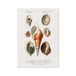 Vintage Molluscs Print 22 | Sea Life Wall Decor - Unframed