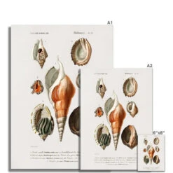 Vintage Molluscs Print 22 | Sea Life Wall Decor - Unframed -Beach House Art Vintage Molluscs Plate 22 Botanical Wall Print Fine Art Print Fine art Beach House Art 1676461919 a4a082d2 e4b4 4f7d 822c 3e3579990d05