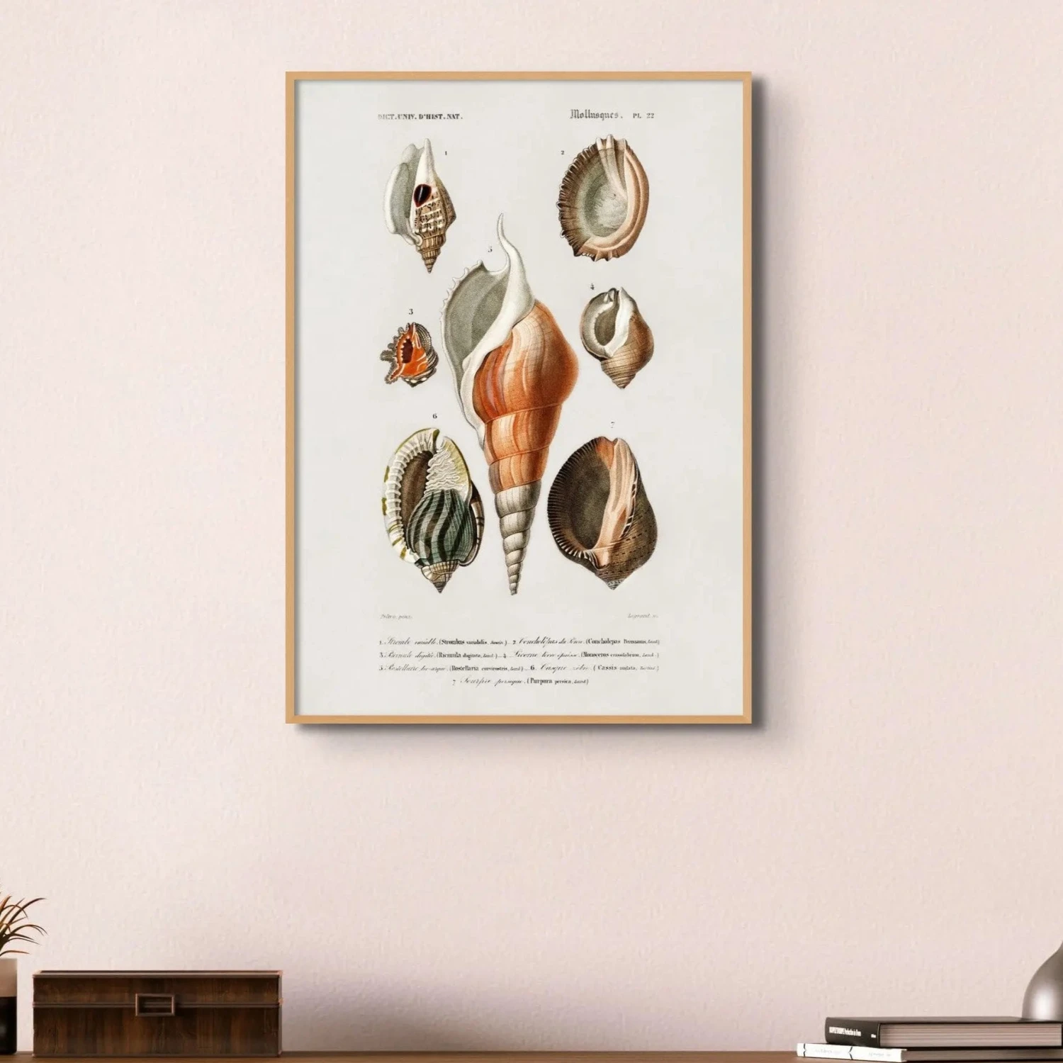 Vintage Molluscs Print 22 | Sea Life Wall Decor - Unframed -Beach House Art Vintage Molluscs Plate 22 Shell Art Print Unframed Home Garden Decor Artwork Posters Prints Visual Artwork Beach House Art 1677835951