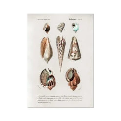 Vintage Molluscs Print 23 | Sea Life Wall Decor - Unframed