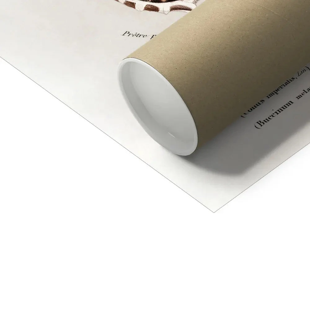 Vintage Molluscs Print 23 | Sea Life Wall Decor - Unframed Vintage Molluscs Print 23 | Sea Life Wall Decor - Unframed -Beach House Art Vintage Molluscs Plate 23 Botanical Wall Print Fine Art Print Fine art Beach House Art 1676305785 117994d3 374d 4058 a211 d30c4f6ecf14